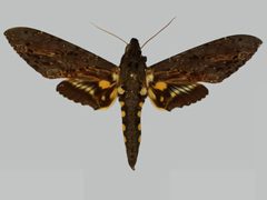 Neococytius cluentius BMNHE273538 male up by The Trustees of the Natural History Museum, London. Used under a CC BY 3.0 license.