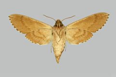 Paratrea plebeja BMNHE273995 female un by The Trustees of the Natural History Museum, London. Used under a CC BY 3.0 license.