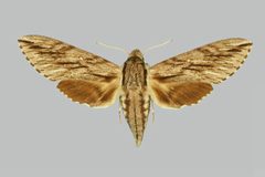 Paratrea plebeja BMNHE273995 female up by The Trustees of the Natural History Museum, London. Used under a CC BY 3.0 license.