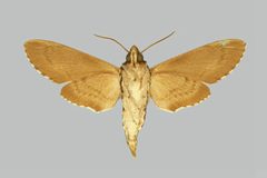 Paratrea plebeja BMNHE273996 male un by The Trustees of the Natural History Museum, London. Used under a CC BY 3.0 license.