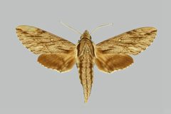 Paratrea plebeja BMNHE273996 male up by The Trustees of the Natural History Museum, London. Used under a CC BY 3.0 license.