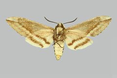 Sagenosoma elsa BMNHE273983 female un by The Trustees of the Natural History Museum, London. Used under a CC BY 3.0 license.