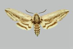 Sagenosoma elsa BMNHE273983 female up by The Trustees of the Natural History Museum, London. Used under a CC BY 3.0 license.