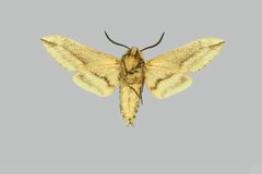 Sagenosoma elsa BMNHE273984 male un by The Trustees of the Natural History Museum, London. Used under a CC BY 3.0 license.