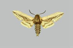 Sagenosoma elsa BMNHE273984 male up by The Trustees of the Natural History Museum, London. Used under a CC BY 3.0 license.