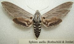 Sphinx asellus sjh by No machine-readable author provided. Kugamazog~commonswiki assumed (based on copyright claims).. Used under a CC BY-SA 2.5 license.