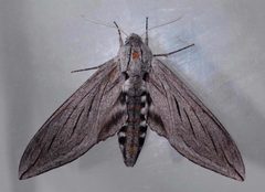 Sphinx chersis by Joseph Berger, , Bugwood.org. Used under a CC BY 3.0 us license.