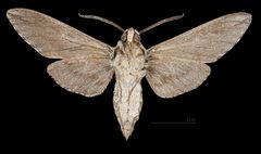 Sphinx dollii MHNT CUT 2010 0 476 - Madera Canyon Santa Rita Mts Arizona - male ventral by 
Didier Descouens. Used under a CC BY-SA 4.0 license.