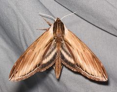 Sphinx kalmiae by Mike Boone. Used under a CC BY-SA 2.5 license.