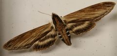Sphinx kalmiae 3zz by Photo by David J. Stang. Used under a CC BY-SA 4.0 license.