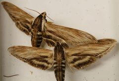 Sphinx kalmiae 4zz by Photo by David J. Stang. Used under a CC BY-SA 4.0 license.