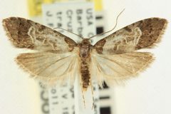 Bondia comonana 01 by BIO Photography Group/CNC, Centre for Biodiversity Genomics. Used under a CC BY 3.0 license.