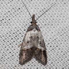 Bondia comonana 2170850 by Ken-ichi Ueda. Used under a CC BY 4.0 license.