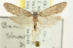 Bondia shastana 01 by BIO Photography Group/CNC, Centre for Biodiversity Genomics. Used under a CC BY 3.0 license.