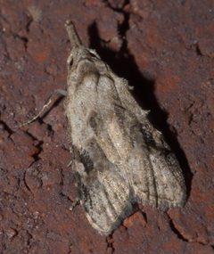 Carposina fernaldana P1030037b by 
xpda. Used under a CC BY-SA 4.0 license.
