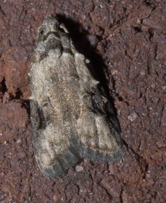 Carposina fernaldana P1100920b by 
xpda. Used under a CC BY-SA 4.0 license.