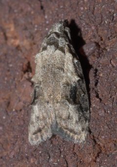 Carposina fernaldana P1100921a by 
xpda. Used under a CC BY-SA 4.0 license.