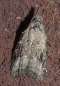 Carposina fernaldana P1110561a by 
xpda. Used under a CC BY-SA 4.0 license.