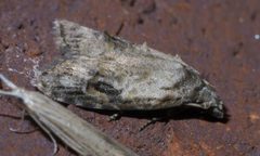 Carposina fernaldana P1550560a by 
xpda. Used under a CC BY-SA 4.0 license.
