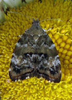 Choreutis diana by Jacy Lucier. Used under a CC BY-SA 4.0 license.