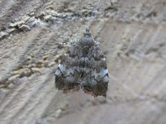 Choreutis pariana by dhobern. Used under a CC BY 2.0 license.