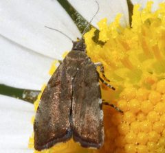 Choreutis pariana 02 by CBG Photography Group, Centre for Biodiversity Genomics. Used under a CC0 license.