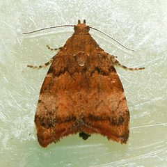 Choreutis pariana 03 by Libby Avis, Centre for Biodiversity Genomics. Used under a CC0 license.