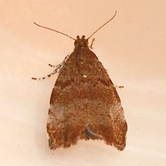Choreutis pariana 04 by Libby Avis, Centre for Biodiversity Genomics. Used under a CC0 license.