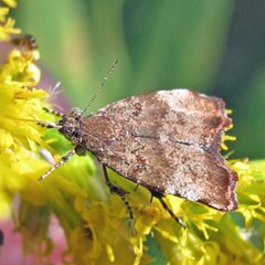 Choreutis pariana 1 by Jacy Lucier. Used under a CC BY-SA 4.0 license.