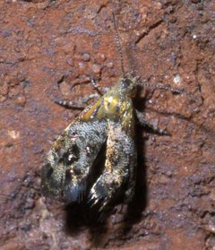 Tebenna gnaphaliella P1450794a by 
xpda. Used under a CC BY-SA 4.0 license.