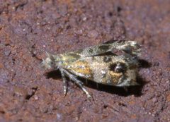 Tebenna gnaphaliella P1460983a by 
xpda. Used under a CC BY-SA 4.0 license.