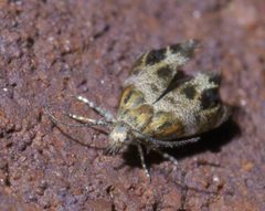 Tebenna gnaphaliella P1460984a by 
xpda. Used under a CC BY-SA 4.0 license.