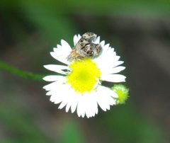 Tebenna gnaphaliella P1660195a by 
xpda. Used under a CC BY-SA 4.0 license.