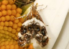 Tebenna onustana by CBG Photography Group, Centre for Biodiversity Genomics. Used under a CC0 license.