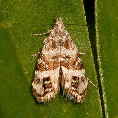 Tebenna piperella by CBG Photography Group, Centre for Biodiversity Genomics. Used under a CC0 license.