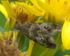 Tebenna silphiella P1480583a by 
xpda. Used under a CC BY-SA 4.0 license.