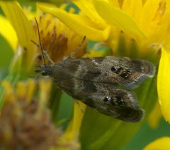 Tebenna silphiella P1480585a by 
xpda. Used under a CC BY-SA 4.0 license.