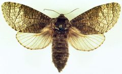 Acossus centerensis 3067083 by James Solomon, USDA Forest Service. Used under a Public domain license.