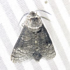 Acossus centerensis 82211900 by Dan MacNeal. Used under a CC BY 4.0 license.