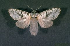 Acossus populi 3067084 by James Solomon, USDA Forest Service. Used under a Public domain license.