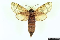 Prionoxystus macmurtrei by James Solomon, USDA Forest Service, United States. Used under a CC BY 3.0 license.