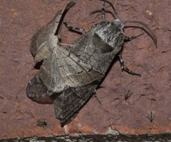 Prionoxystus macmurtrei P1180134a by 
xpda. Used under a CC BY-SA 4.0 license.