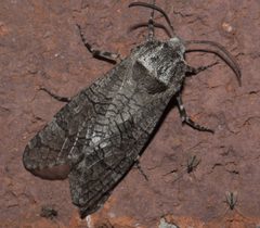 Prionoxystus macmurtrei P1180135a by 
xpda. Used under a CC BY-SA 4.0 license.