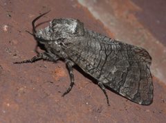 Prionoxystus macmurtrei P1180151a by 
xpda. Used under a CC BY-SA 4.0 license.