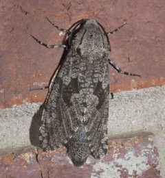 Prionoxystus robiniae P1190086a by 
xpda. Used under a CC BY-SA 4.0 license.