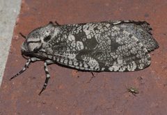 Prionoxystus robiniae P1190909b by 
xpda. Used under a CC BY-SA 4.0 license.