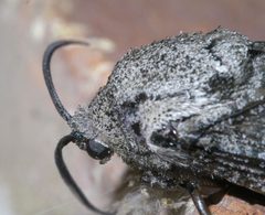 Prionoxystus robiniae P1380459a by 
xpda. Used under a CC BY-SA 4.0 license.