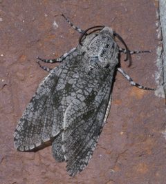Prionoxystus robiniae P1380671a by 
xpda. Used under a CC BY-SA 4.0 license.