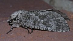 Prionoxystus robiniae P1380672a by 
xpda. Used under a CC BY-SA 4.0 license.