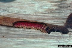 Prionoxystus robiniae larva by James Solomon, USDA Forest Service, United States. Used under a CC BY 3.0 license.